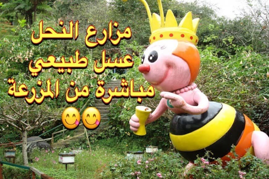 مزارع عسل النحل في الكاميرون هايلاند بماليزيا